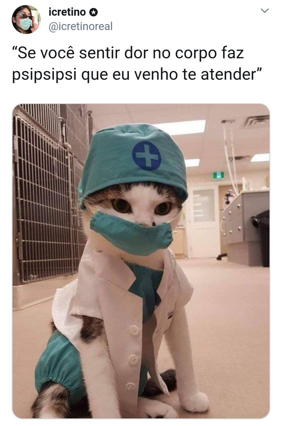 Imagens engraçadas gato doutor