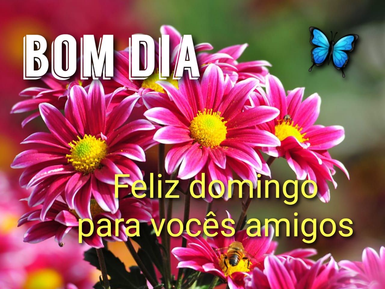 Mensagens de Bom Dia Domingo Flores | Envie pelo WhatsApp
